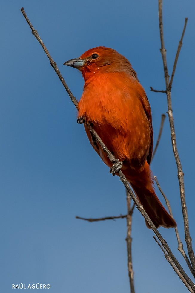 ML467149651 - Hepatic Tanager - Macaulay Library