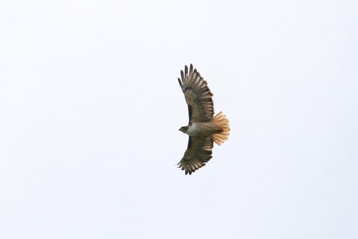 Red-tailed Hawk (kemsiesi/hadropus) - ML467150891
