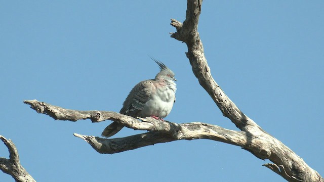 Crested Pigeon - ML467155581