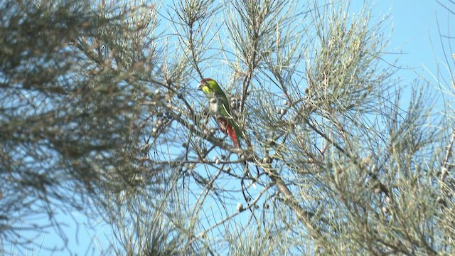 Red-capped Parrot - ML467157711