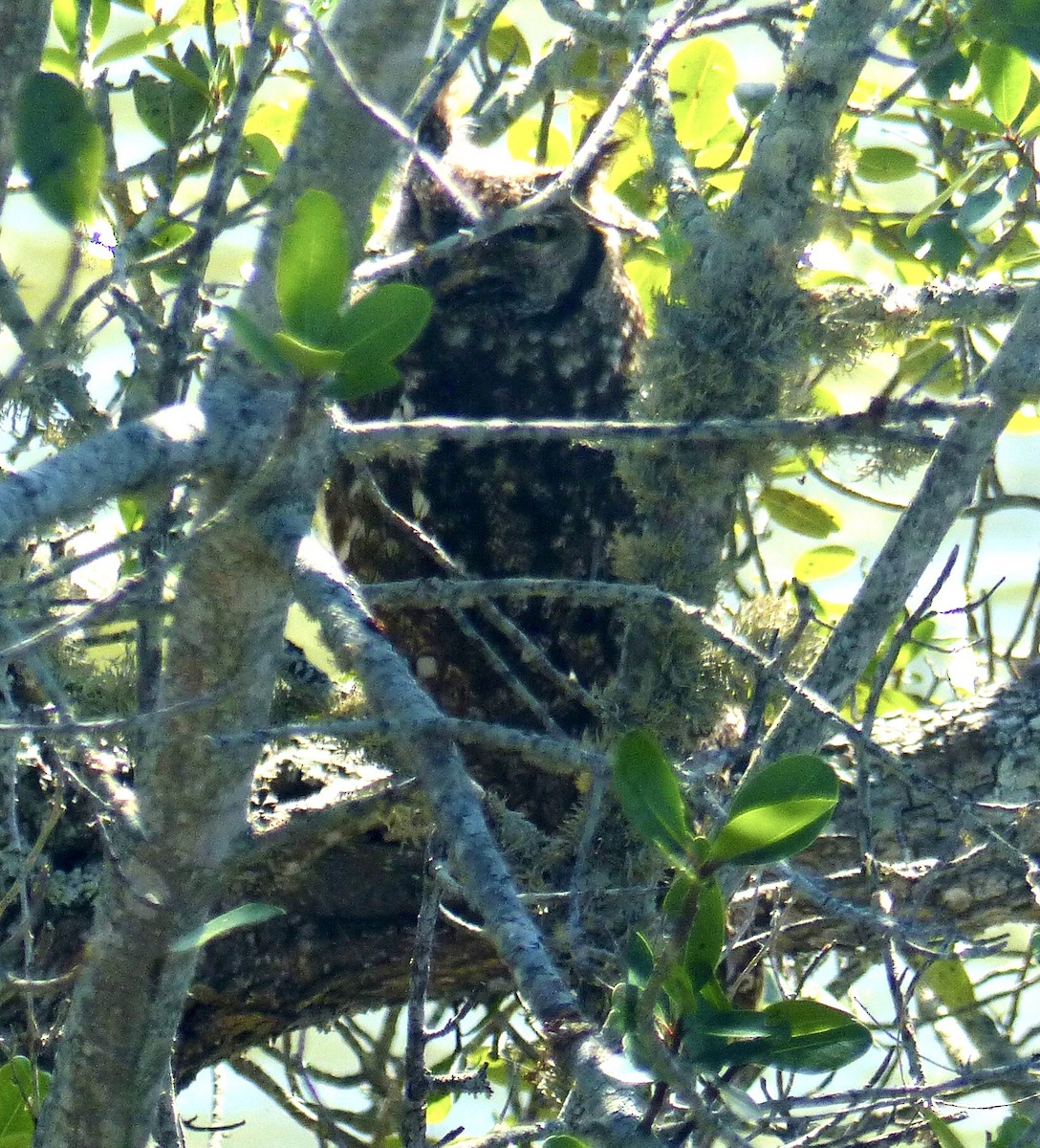 Spotted Eagle-Owl - ML467157821