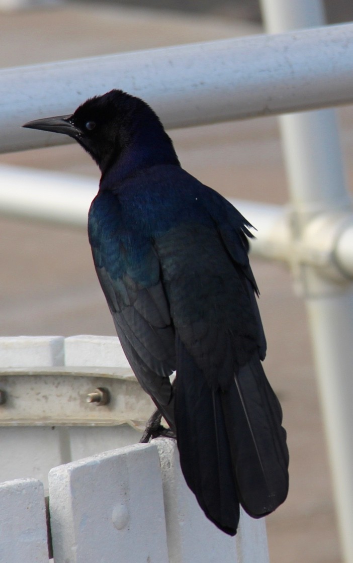 Boat-tailed Grackle - ML46715861