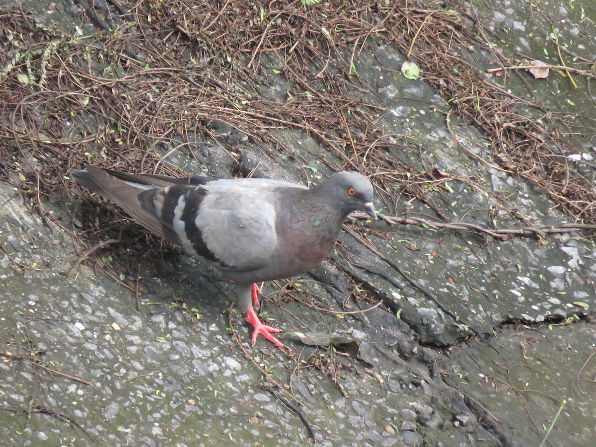 Rock Pigeon (Feral Pigeon) - ML467158761