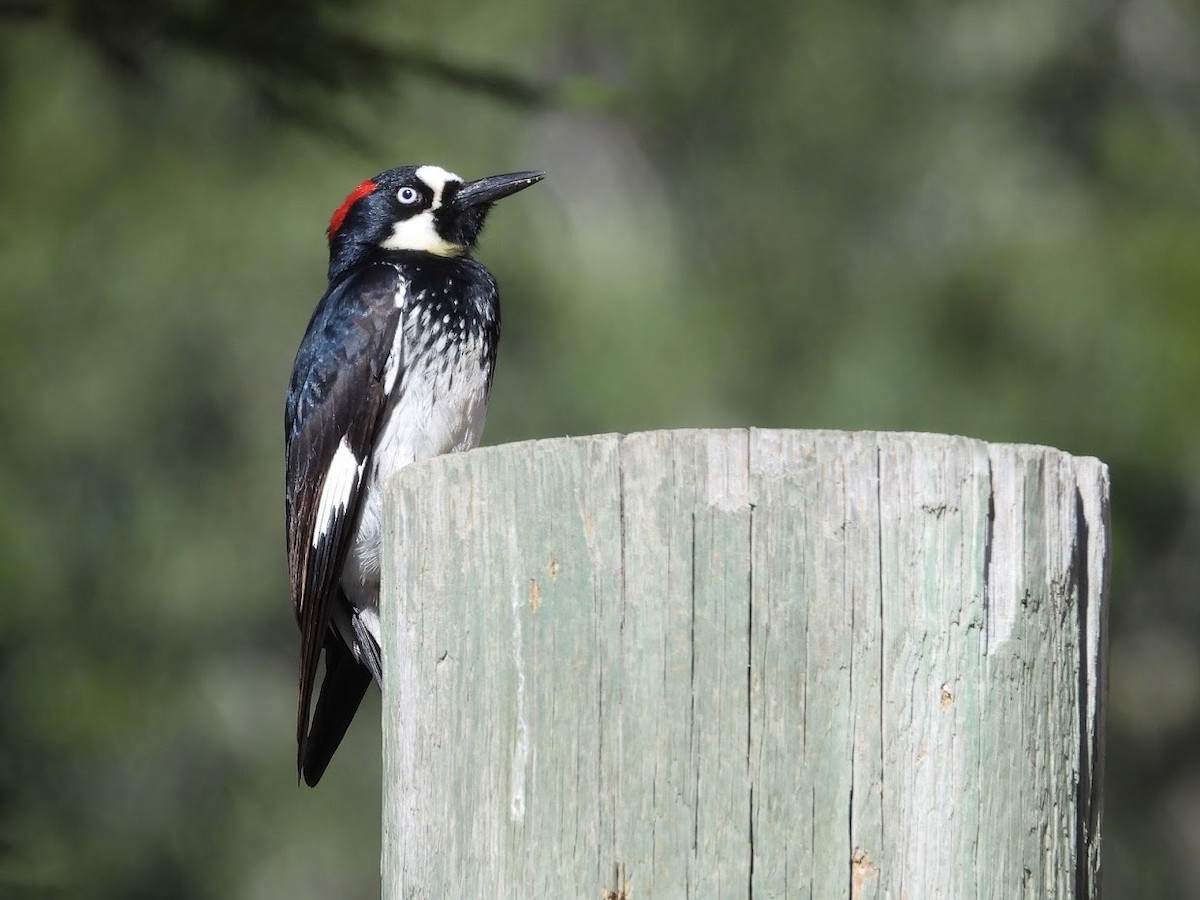 Acorn Woodpecker (Acorn) - Long-eared Owl