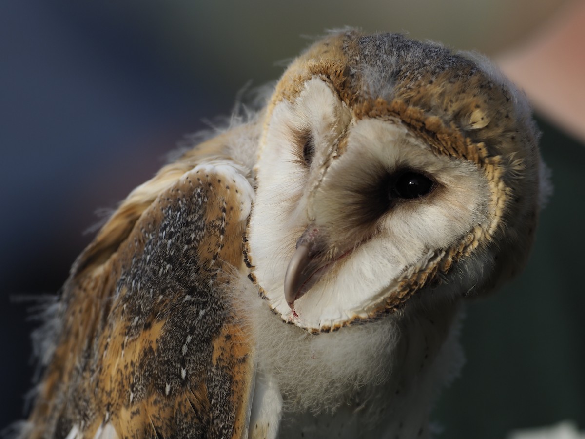 Barn Owl - Nina Wolf