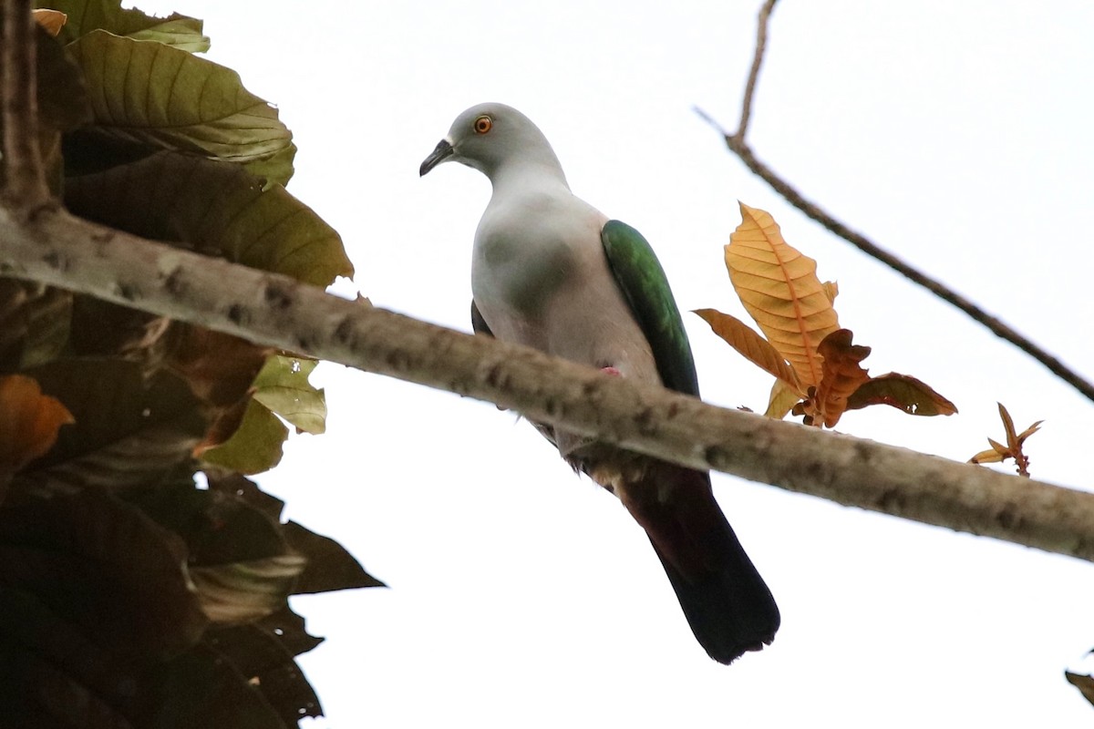 Spice Imperial-Pigeon - ML467161811
