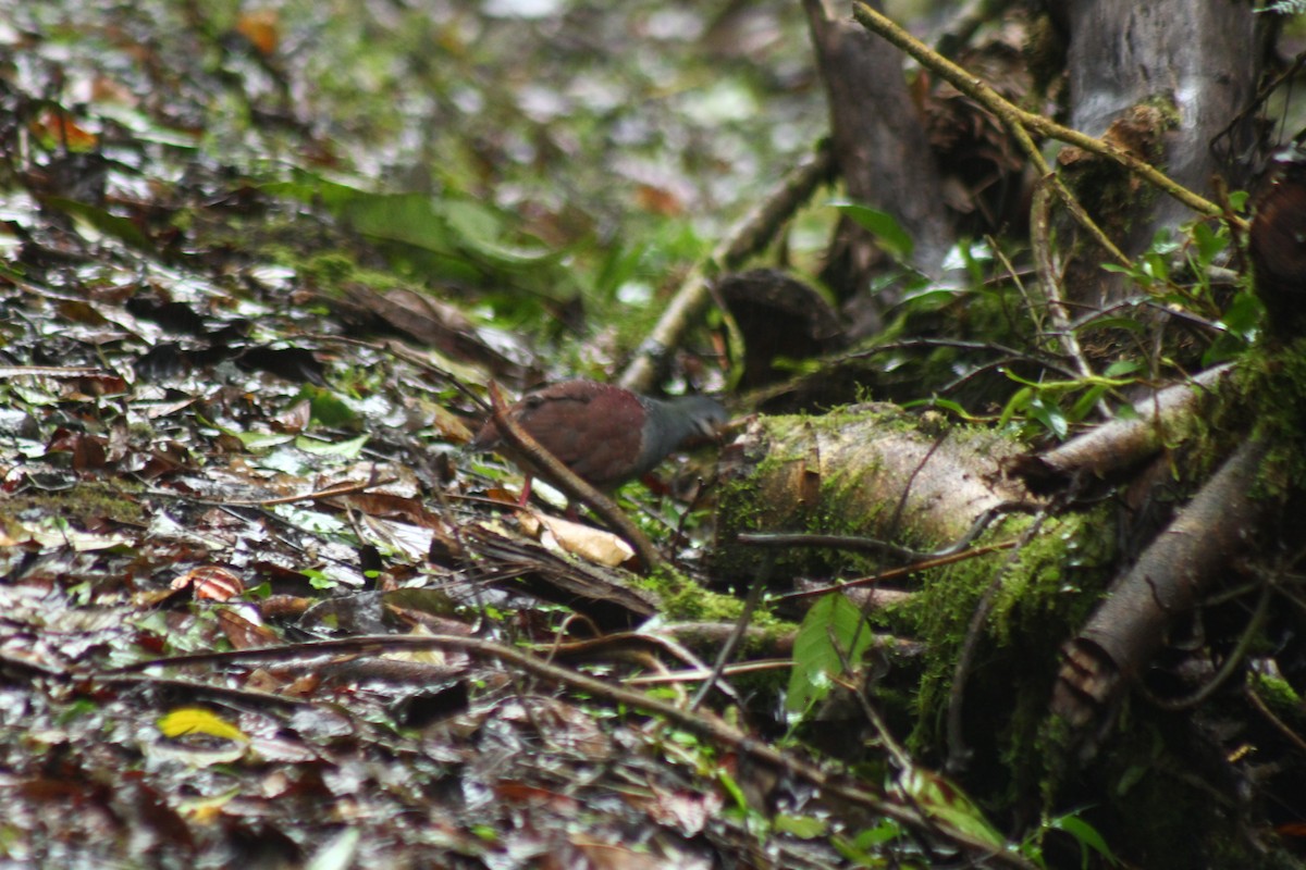 Buff-fronted Quail-Dove - ML467168551