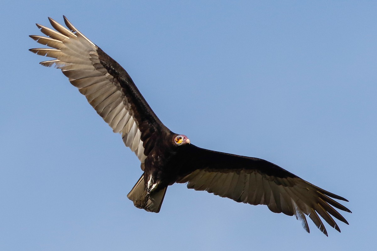 Lesser Yellow-headed Vulture - Byron Stone