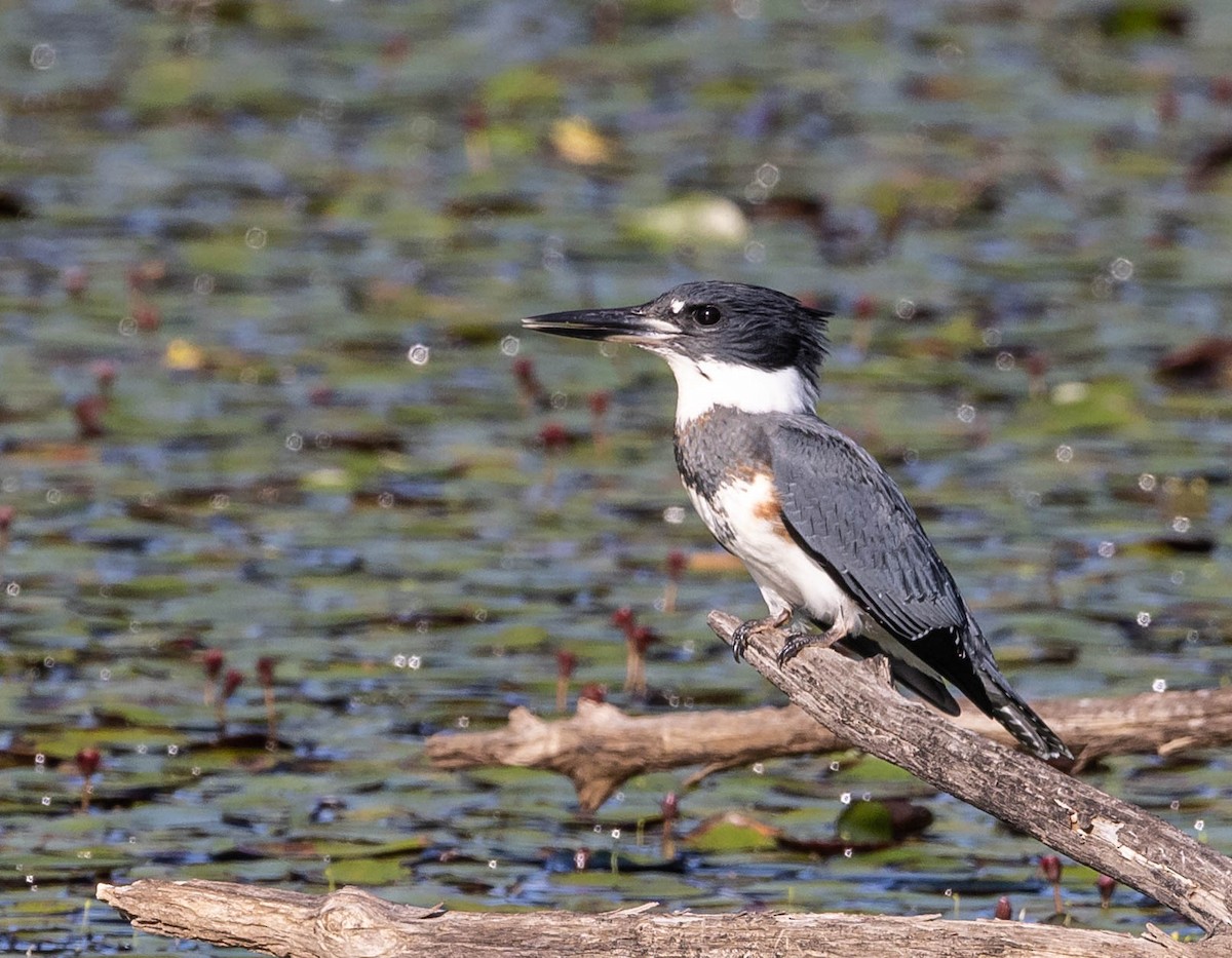 Belted Kingfisher - ML467184801