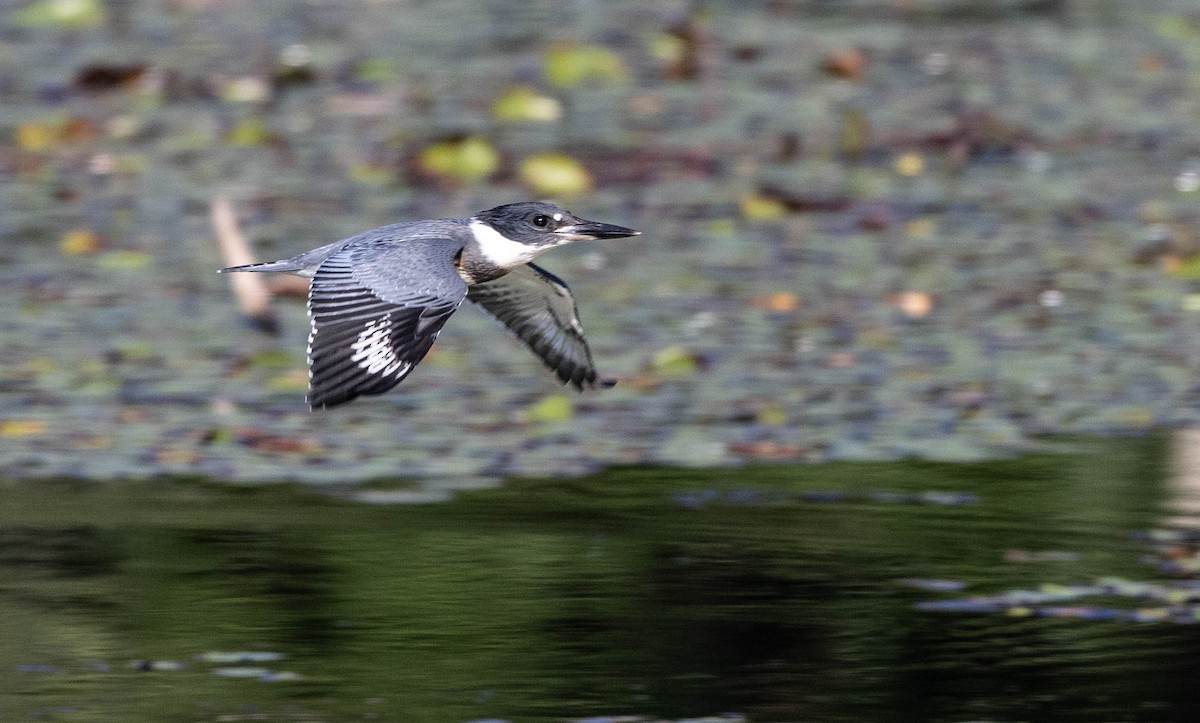 Belted Kingfisher - ML467184921