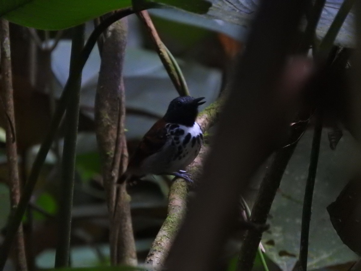 Spotted Antbird - ML467188951