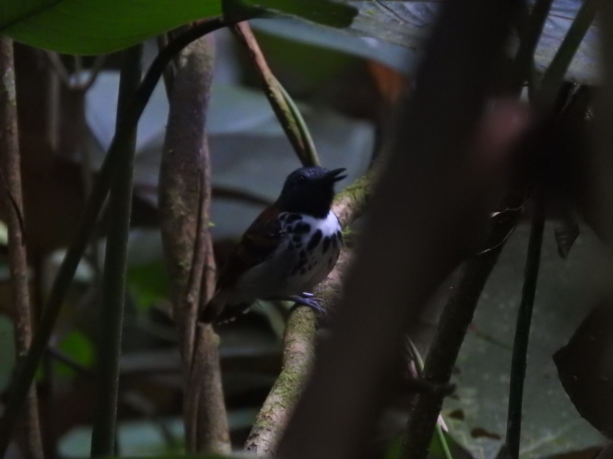 Spotted Antbird - ML467188961