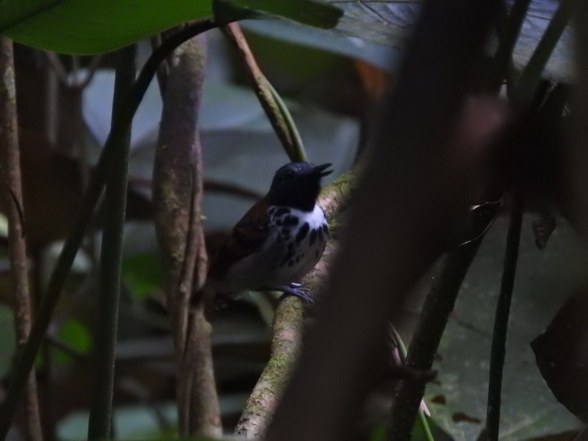 Spotted Antbird - ML467188971