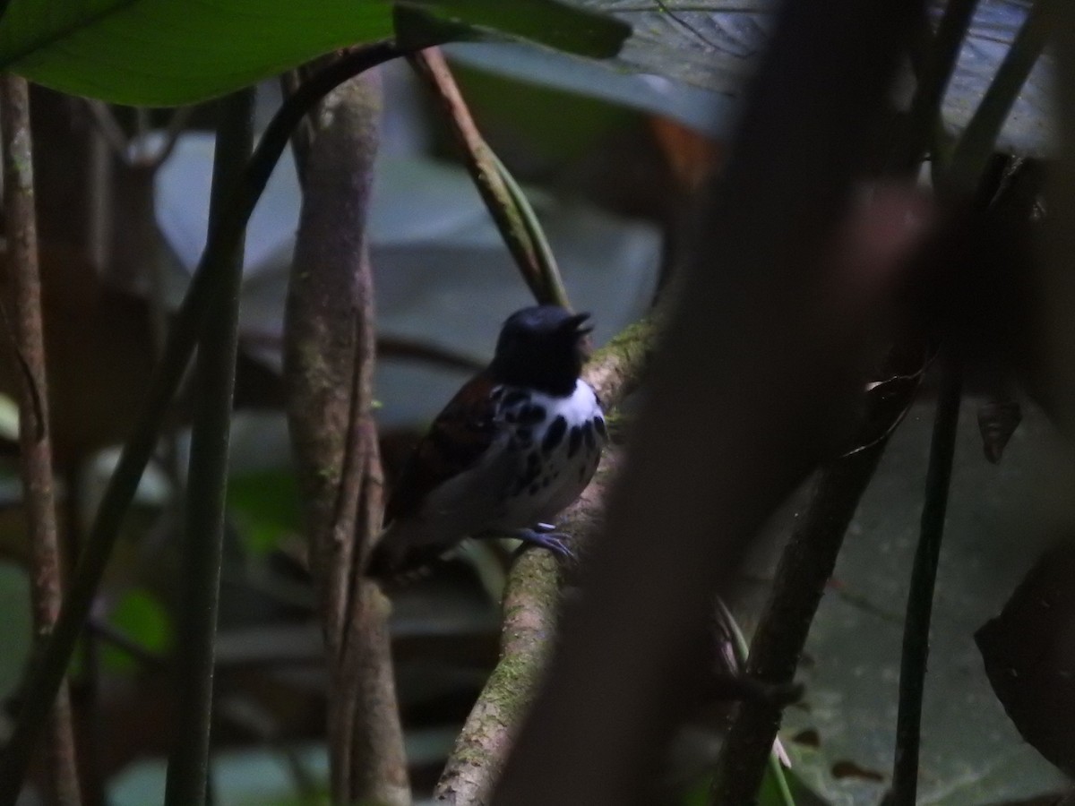 Spotted Antbird - ML467188981
