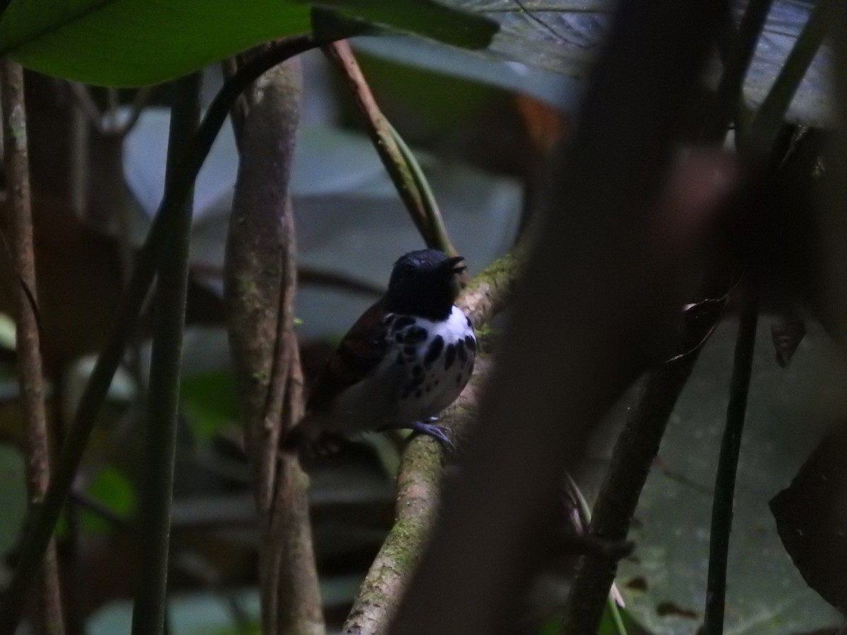 Spotted Antbird - ML467189001