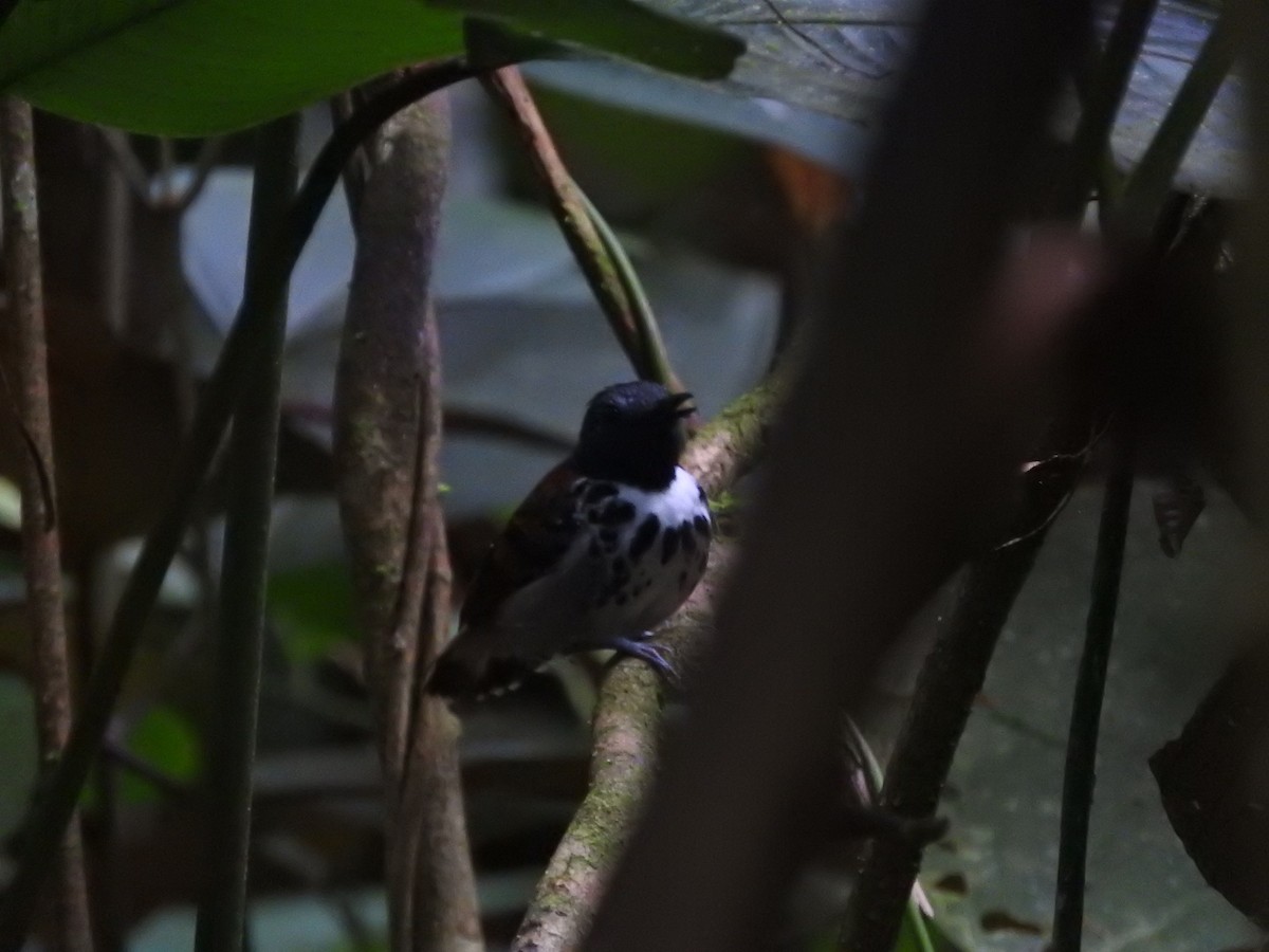 Spotted Antbird - ML467189011
