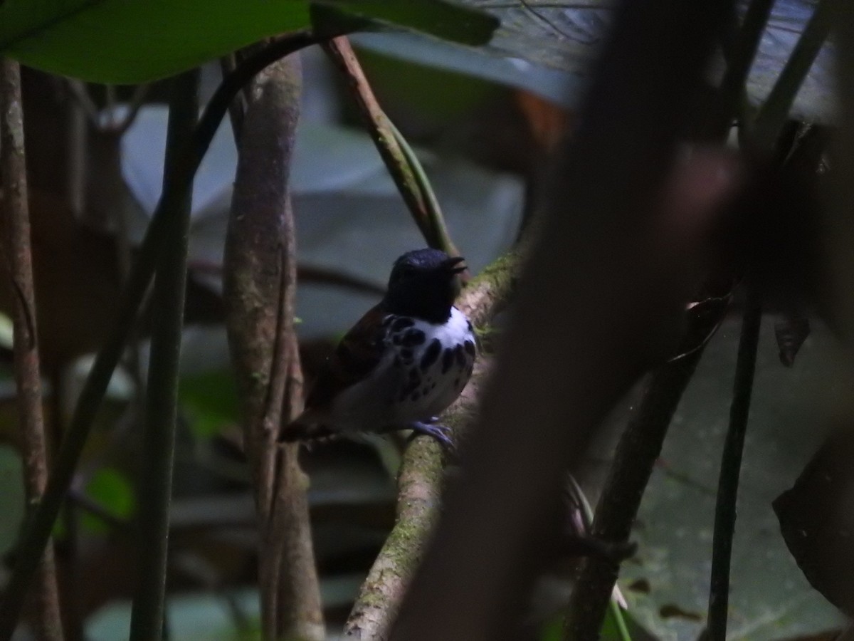 Spotted Antbird - ML467189031