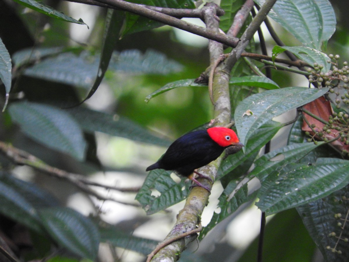 Red-capped Manakin - ML467190791