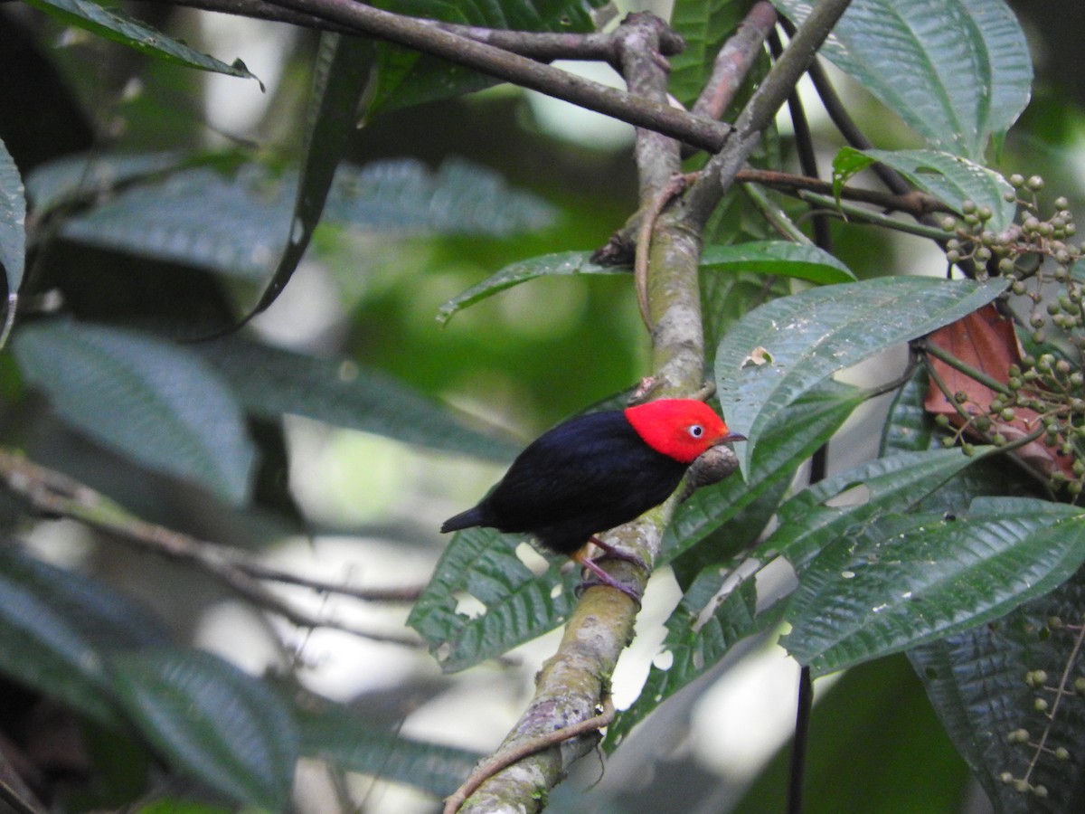 Red-capped Manakin - ML467190801