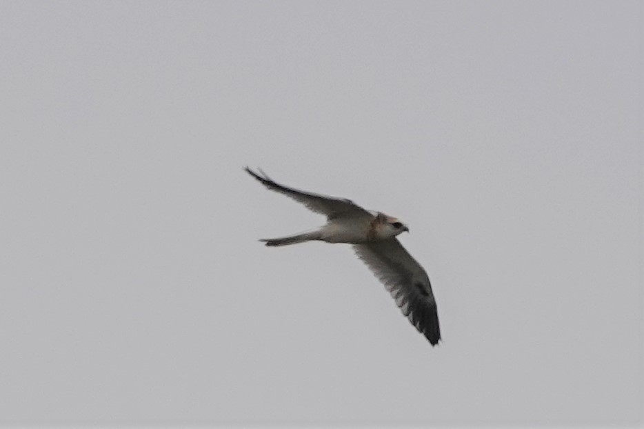 White-tailed Kite - Cindy Cummings