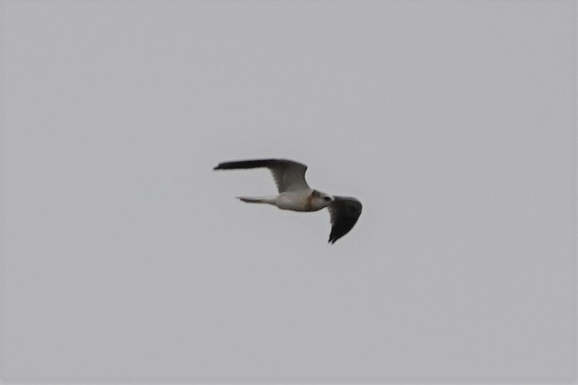 White-tailed Kite - ML467193191