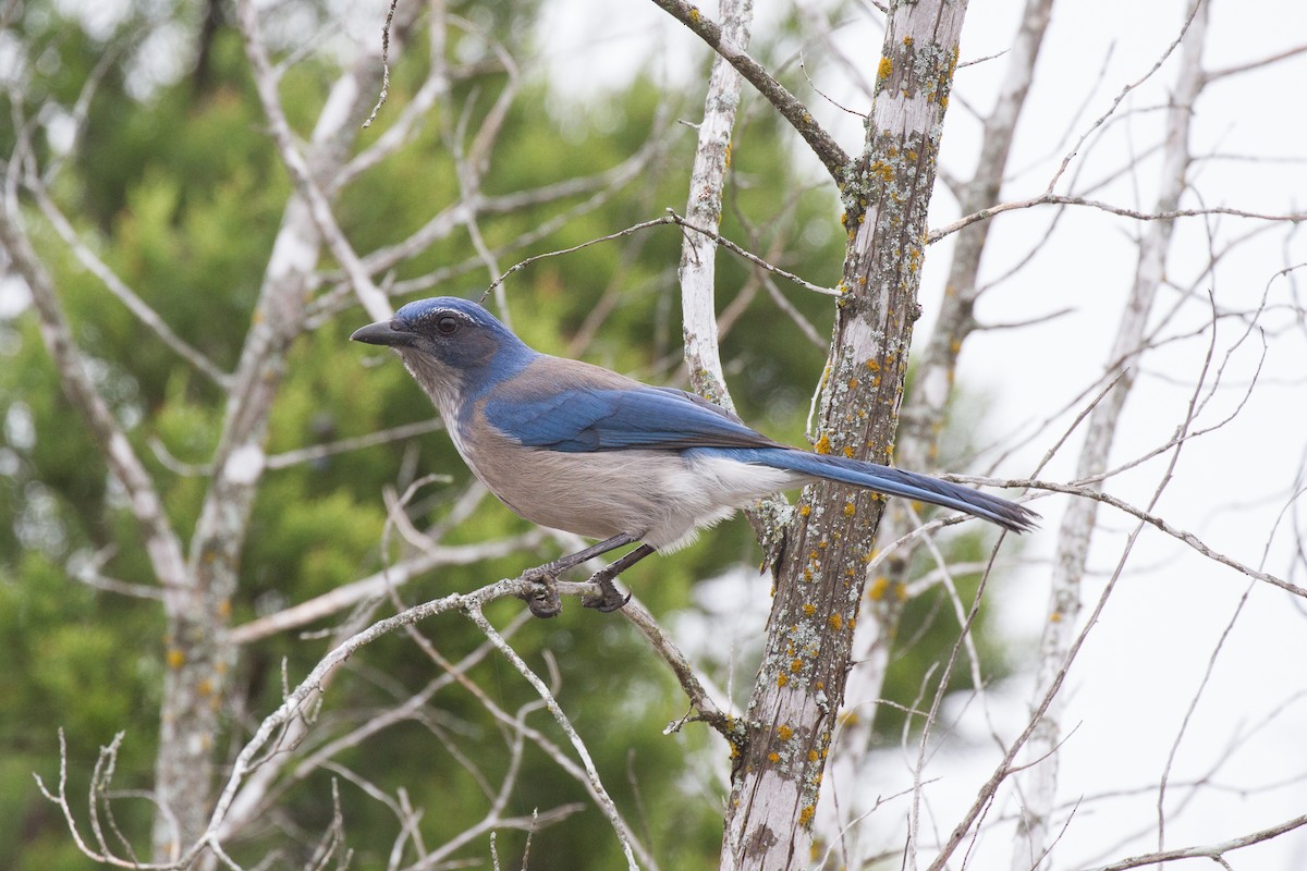 Woodhouse's Scrub-Jay (Woodhouse's) - Griffin Richards