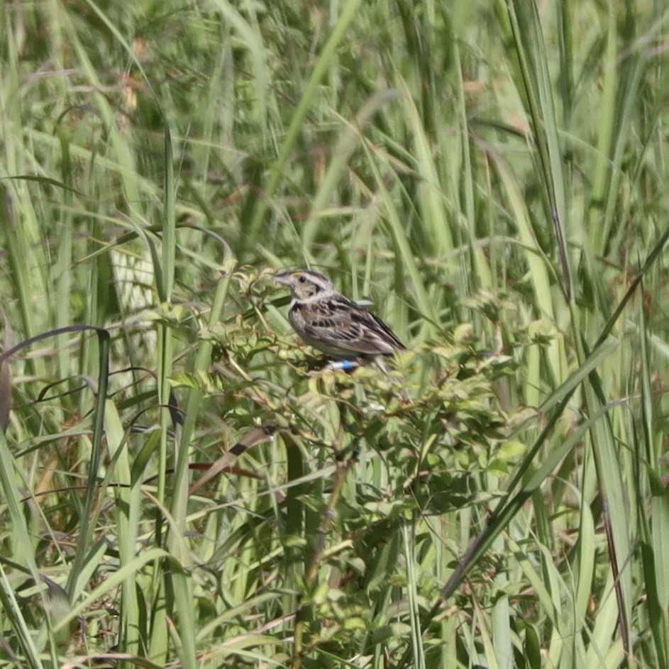 Grasshopper Sparrow - ML467198641