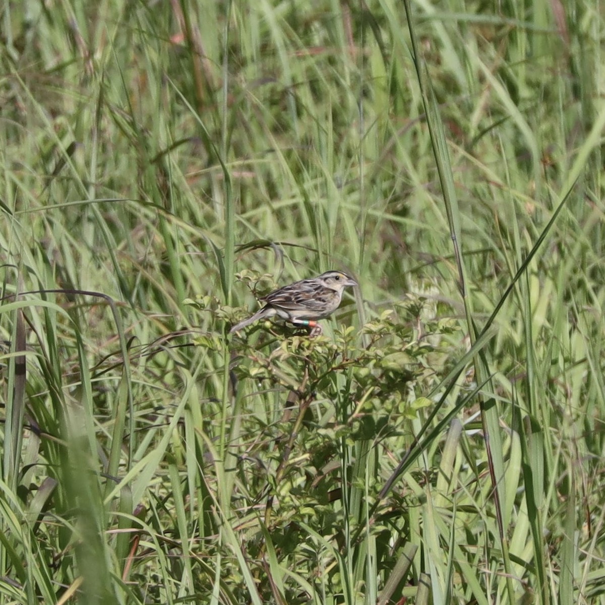 Grasshopper Sparrow - ML467198651