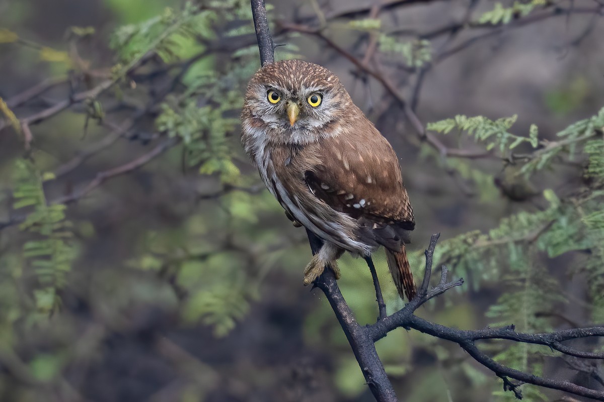 Peruvian Pygmy-Owl - ML467202741