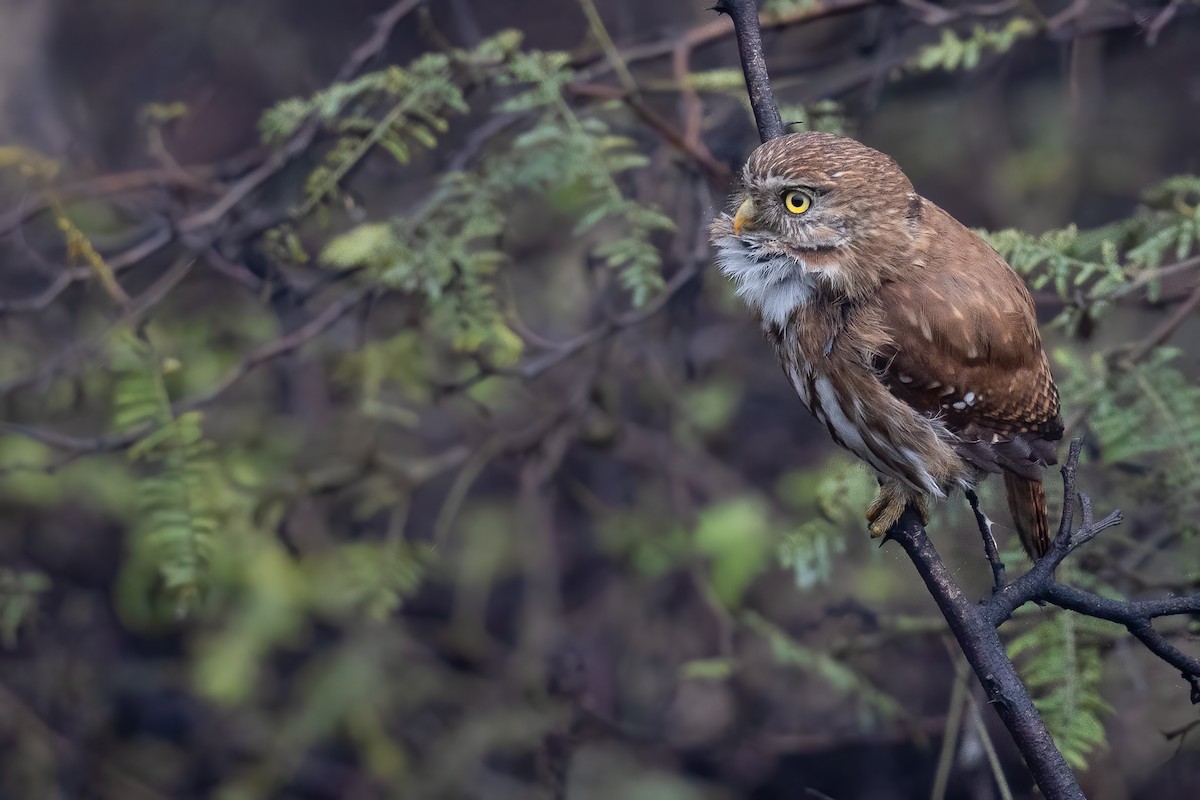 Peruvian Pygmy-Owl - ML467202751