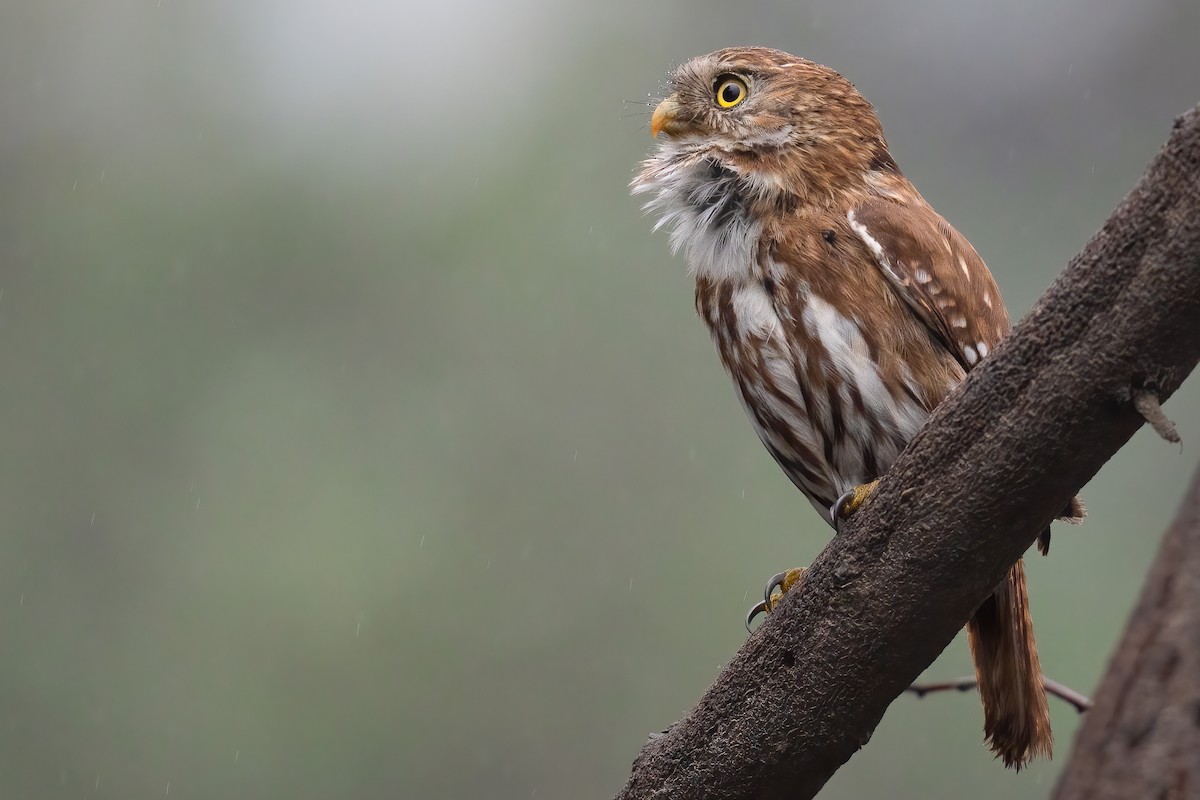 Peruvian Pygmy-Owl - ML467202771