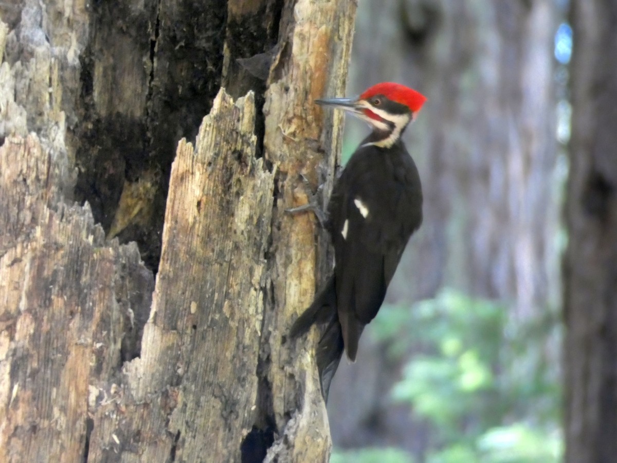 Pileated Woodpecker - ML467204101