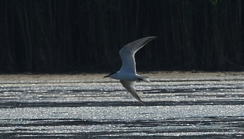Gull-billed Tern - ML467208961