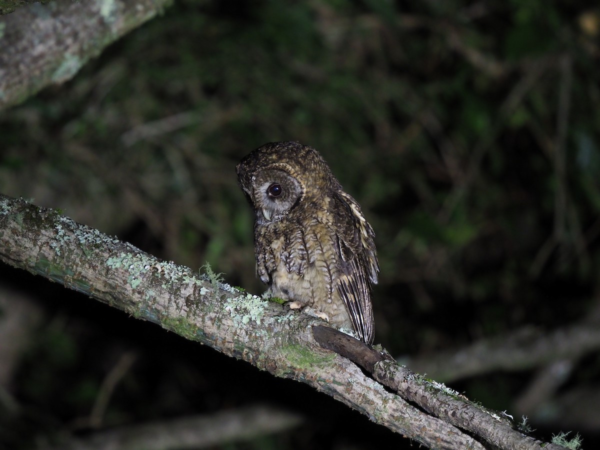 Himalayan Owl - Kuan Chieh/貫捷 (Chuck) Hung/洪