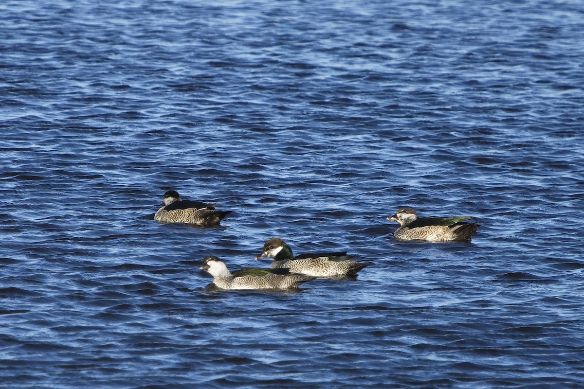 Ebird Australia Checklist - 14 Jul 2022 - Townsville Town Common 