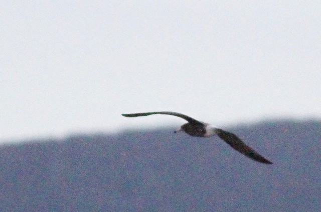 Black-tailed Gull - ML46722521