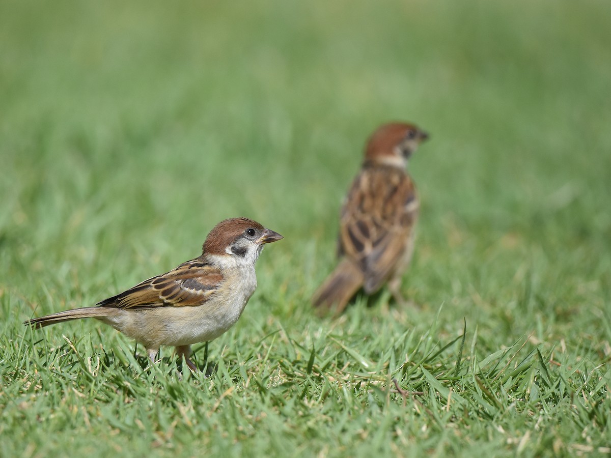 Eurasian Tree Sparrow - ML467227831