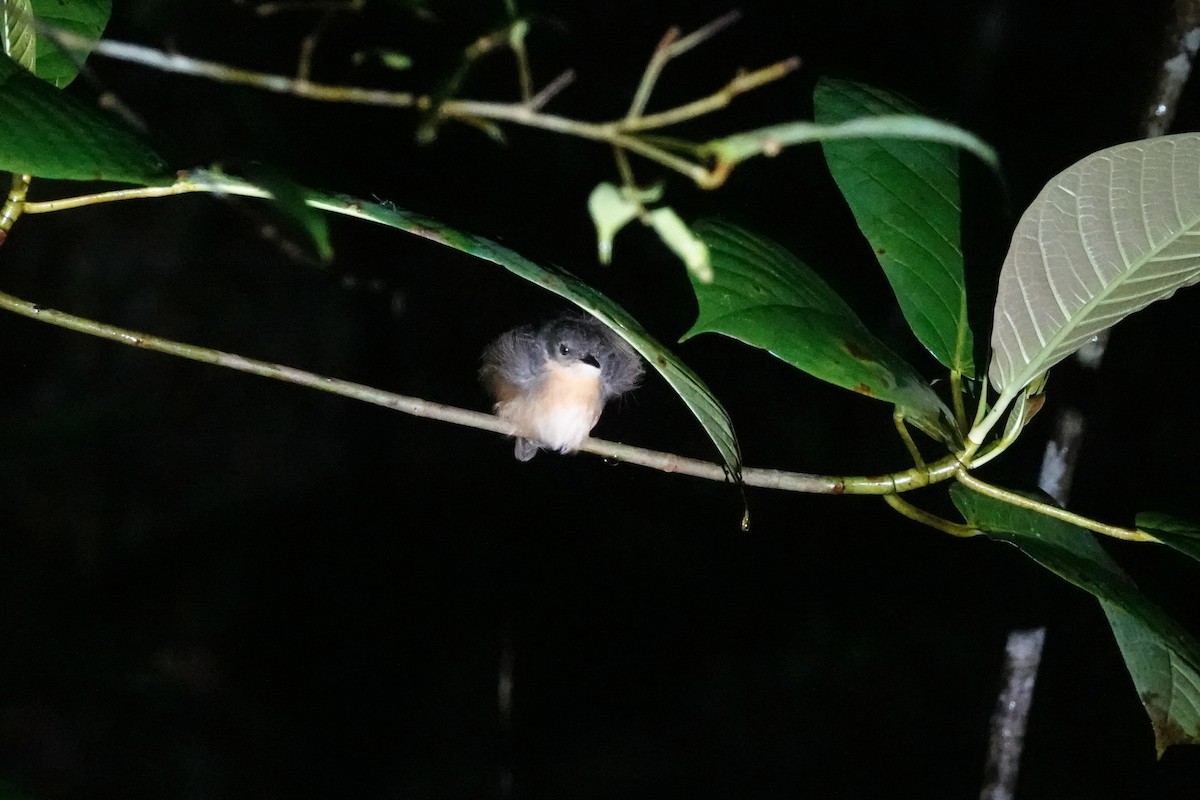 Rusty Mouse-Warbler - ML467229541