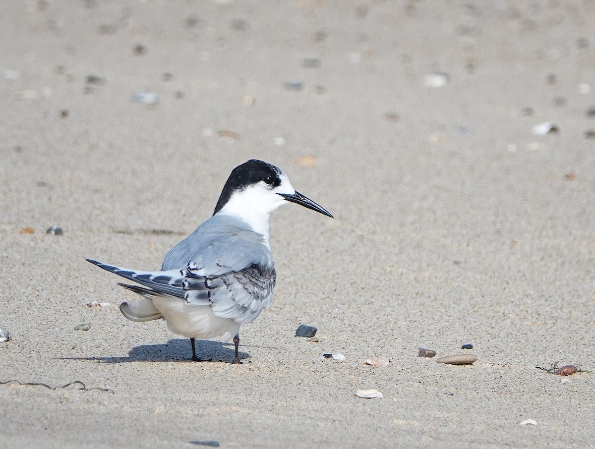 White-fronted Tern - ML467232771