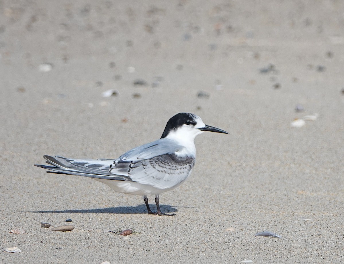 White-fronted Tern - ML467232831