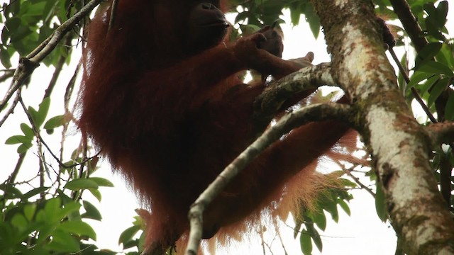Central Bornean Orangutan - ML467233