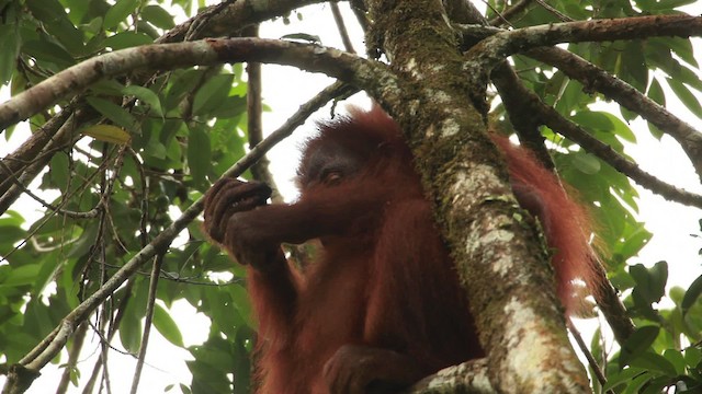 Central Bornean Orangutan - ML467234