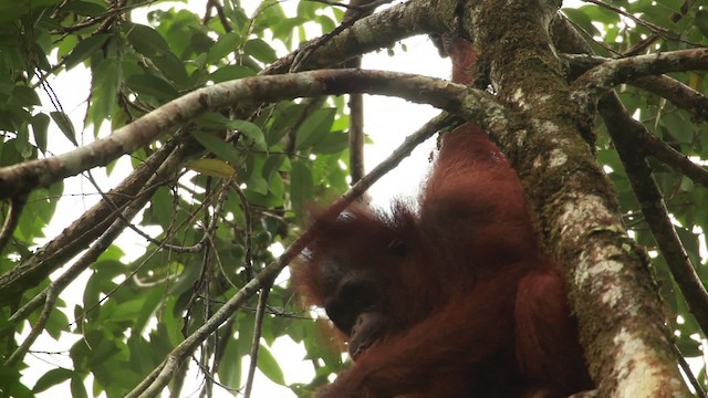 Central Bornean Orangutan - ML467235