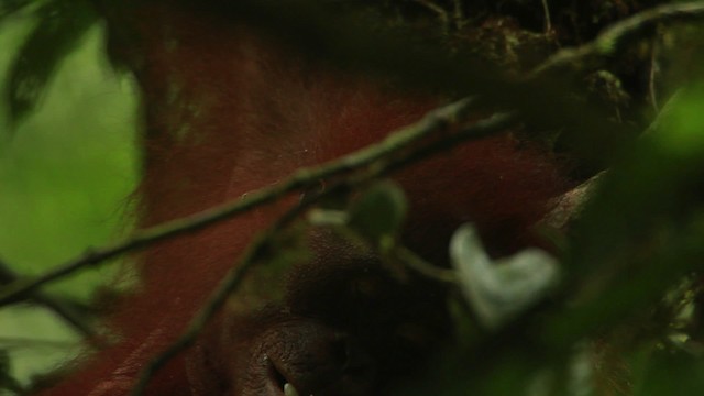 Central Bornean Orangutan - ML467236