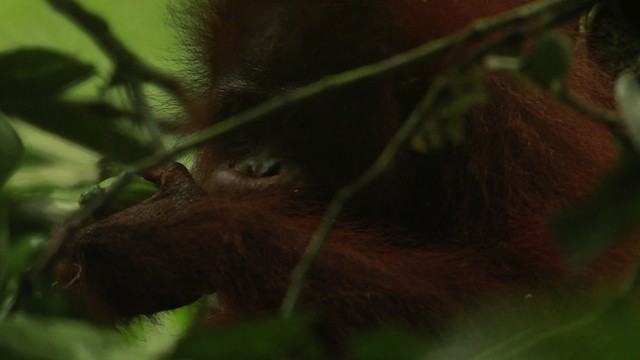 Central Bornean Orangutan - ML467237