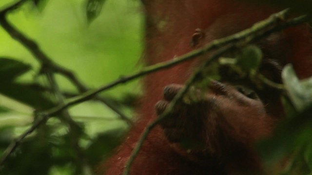 Central Bornean Orangutan - ML467238