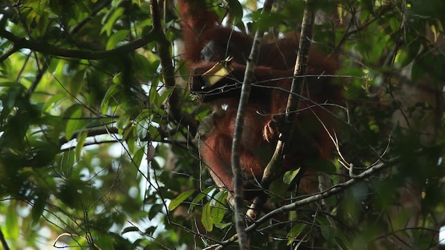 Central Bornean Orangutan - ML467240