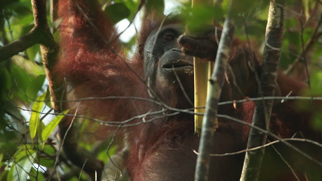 Central Bornean Orangutan - ML467241