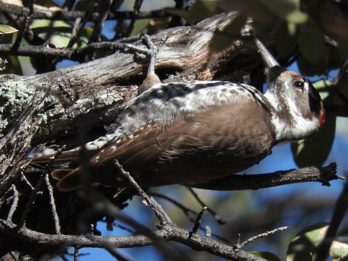 Arizona Woodpecker - Paul Suchanek