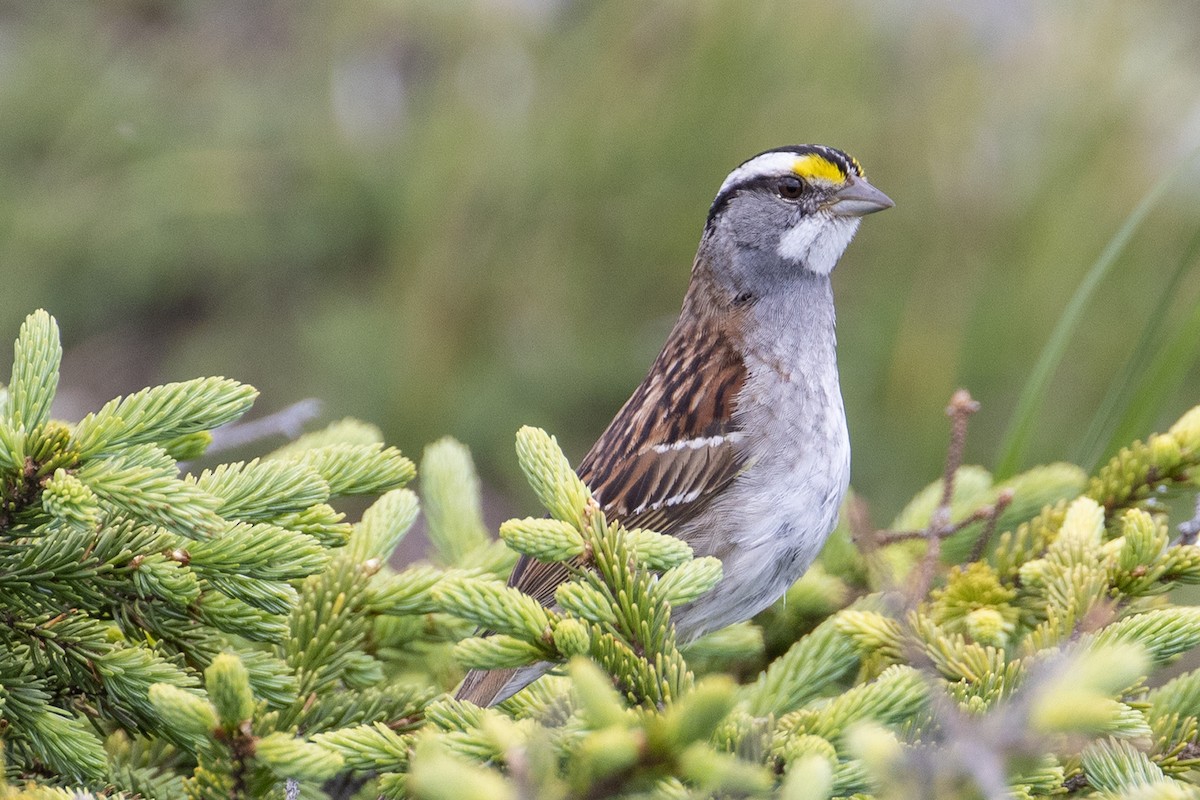White-throated Sparrow - ML467246221